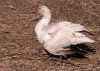 snow-goose.jpg