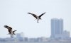 Ospreys-courting.jpg