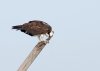 osprey-having-meal.jpg