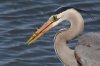 Heron-and-fish.jpg