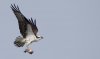 osprey3.jpg