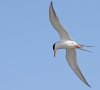 tern.jpg