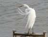 great-egret-preening.jpg