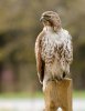 red-tail.jpg