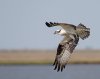 osprey-with-fish.jpg