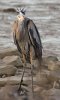 great-blue-heron.jpg