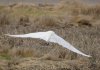 B1-egret.jpg