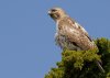 red-tail-hawk.jpg