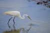 Egret #5.jpg