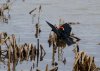 Red Winged Black Bird.jpg