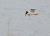 Tern.jpg