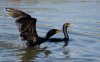 cormorants.jpg