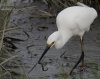 egret-with-worm.jpg