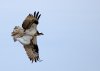 osprey-and-fish.jpg