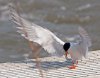 terns-prayer.jpg