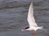 tern-with-fish.jpg