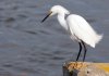 snowy-egret.jpg