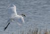 egret-with-fish.jpg