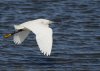 snowy-egret.jpg