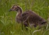 gosling-growing-up.jpg