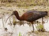 glossy-ibis.jpg