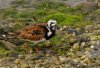 ruddy-turnstone.jpg