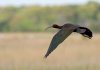 Glossy-Ibis.jpg