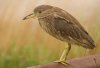 juvenile-black-crowned-night-heron.jpg