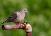 morning-dove.jpg