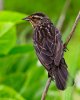 savannah-sparrow.jpg