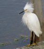 snowy-egret.jpg