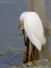 snowy-egret2.jpg