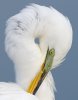 great-egret.jpg