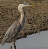 great-blue-heron.jpg