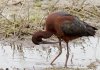 Glossy-Ibis.jpg