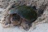 turtle-laying-eggs.jpg