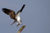 osprey-with-fish.jpg