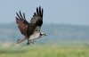 osprey-with-stick.jpg