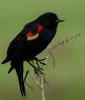 red-winged-black-bird.jpg