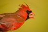 Cardinal #3 RS.jpg