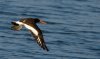 oyster-catcher2.jpg