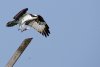 osprey-with-fish.jpg