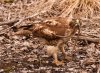 red-tail-hawk-and-snake.jpg