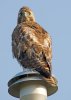 juvenile-red-tail-hawk.jpg