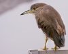 immature-night-crown-heron.jpg