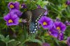 Butterfly #1 RS.jpg