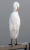 great-egret.jpg