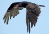 turkey-vulture.jpg