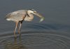 great-blue-heron.jpg