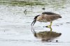 black-crowned-night-heron.jpg